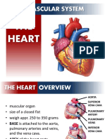 Circulatorysystem Heart