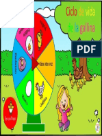 Ciclo de Vida de La Gallina