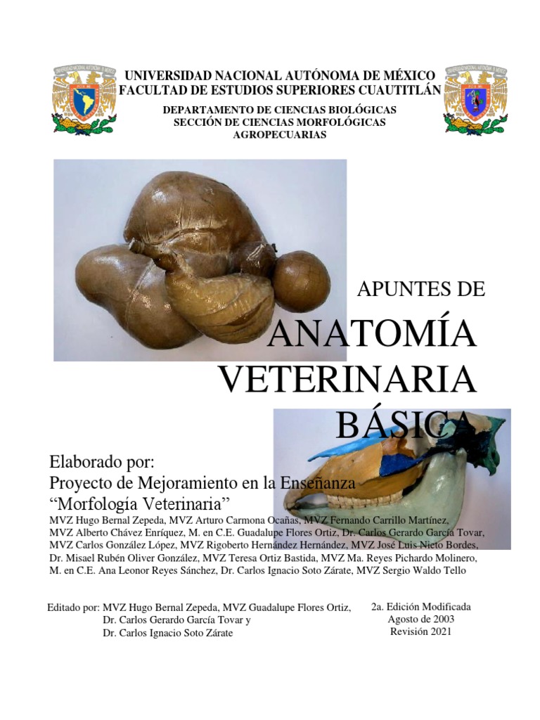 Apuntes De Anatomía Veterinaria Básica Revisión 2021 Pdf