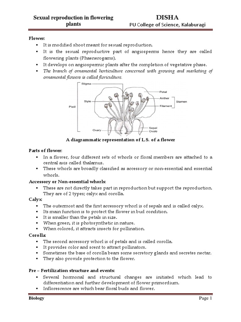 Sexual Reproduction in Flowering Plants | PDF | Flowers | Pollination
