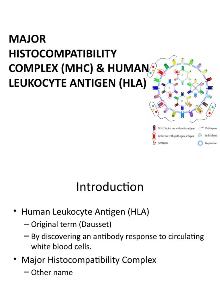Major Complex (MHC) & Human PDF Major