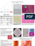 Identificarea Cristalelor Din Lichidul Articular