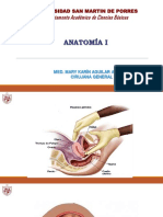 Clase Pelvis, Perine