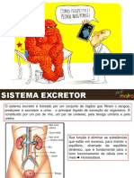 Sistema Excretor