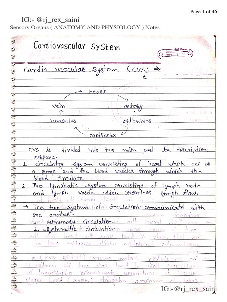 Cardiovascular System (ANATOMY AND PHYSIOLOGY) Notes | PDF | Morphology ...
