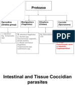 Intestinal Coccidian Parasites-HB3 - 2023