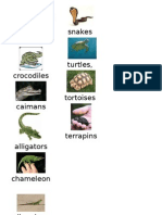 Categories Reptiles