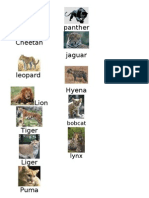 Categories Wild Cats
