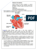 Sistema Circulatorio 5 Ano
