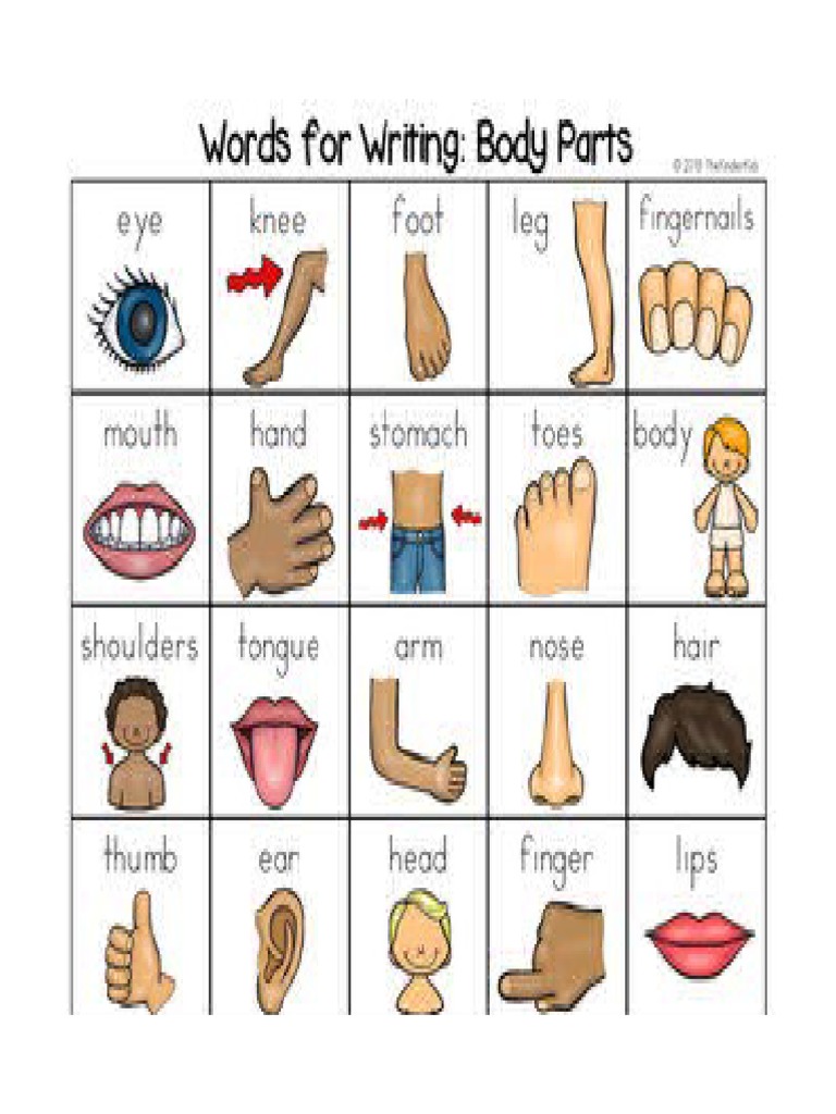 Body Parts | PDF