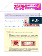 El Aparato Digestivo para Quinto de Primaria