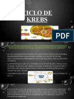 Ciclo de Krebs