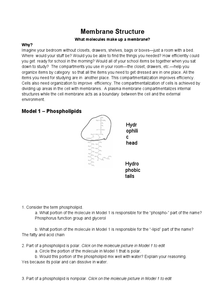 Membrane Structure POGIL Answers PDF Lipid Bilayer Cell Membrane