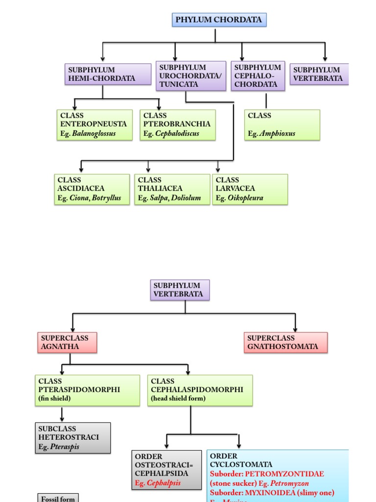 CHORDATA GENERAL CHARACTERS AND CLASSIFICATION visual data 5