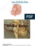23 Level 6 Anatomy of Brain Stem DR Mostafa Kandil