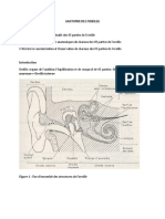 X Anatomie Oreille