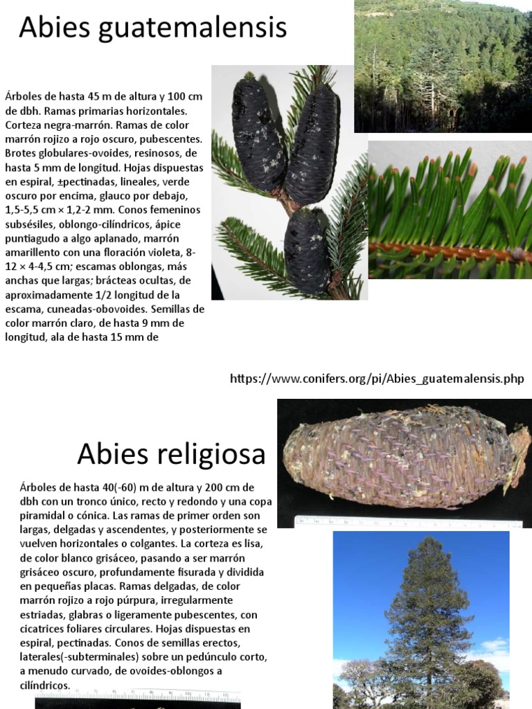 Generos y Especies Pinaceae | PDF | Abeto | Arboles