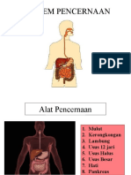 Sistem Pencernaan Makanan