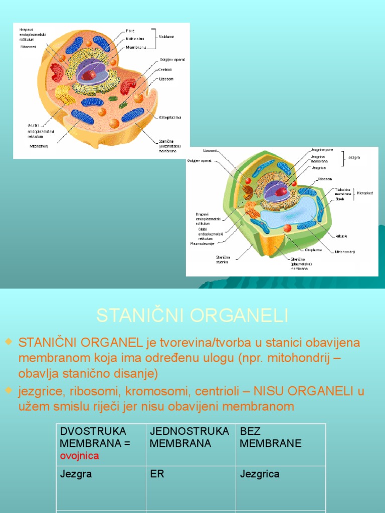 Organele 2016 | PDF