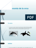 Taxonomía de La Orca