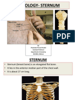 Sternum Osteology