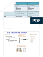 04 Endocrine System