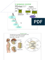 03 The Spinal Cord and The Peripheral Nervous System