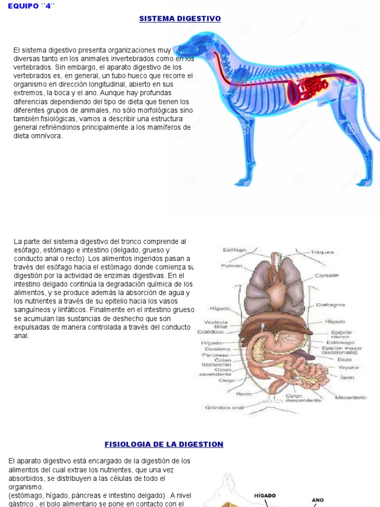 Fisiologia Veterinaria | PDF