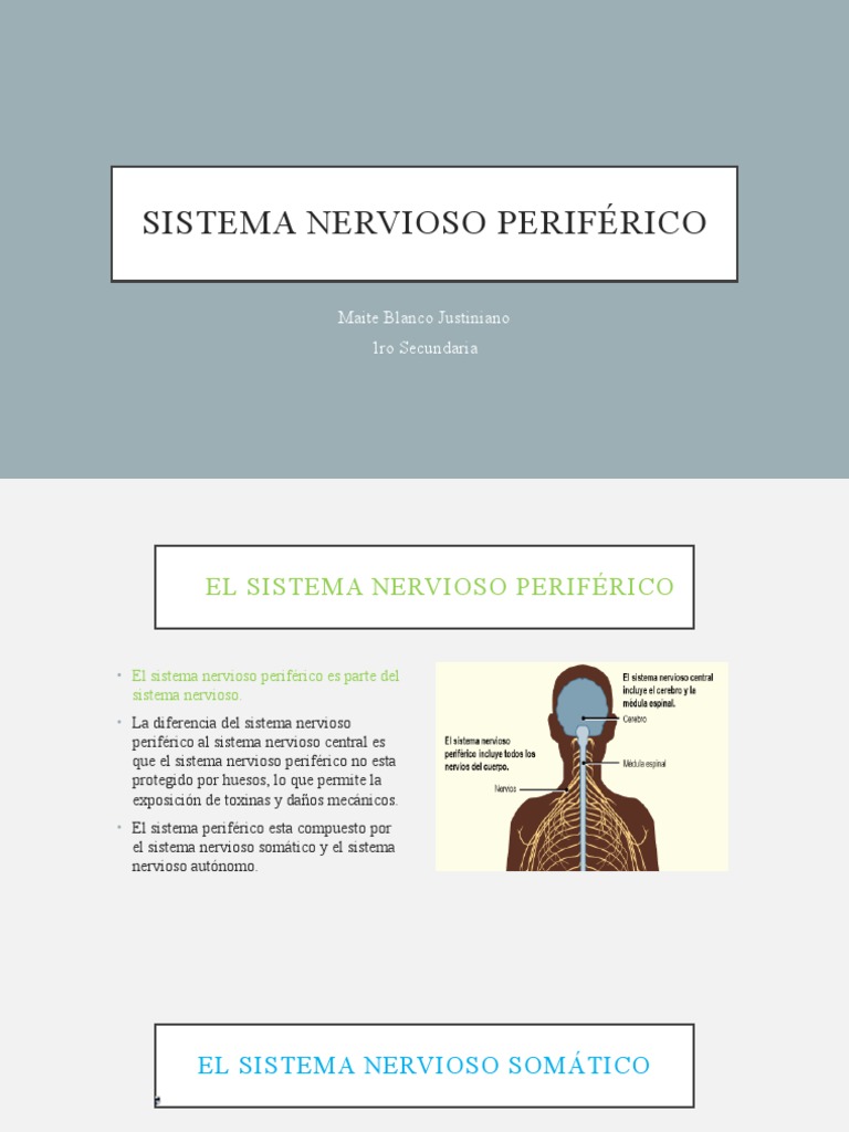 Sistema Nervioso Periférico | PDF
