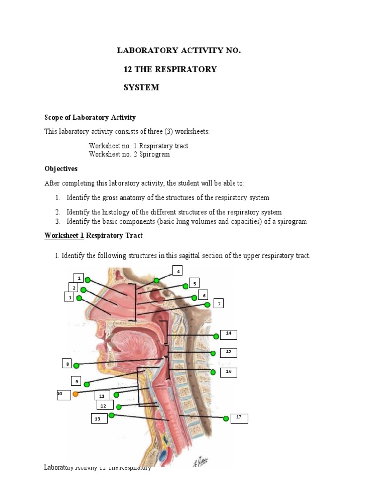 LAB 5 Respiratory System | PDF