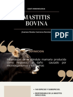 Mastitis Bovina