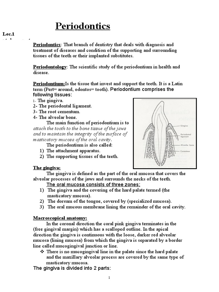Periodontics PDF Epithelium Periodontology