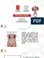 Sistema Renal