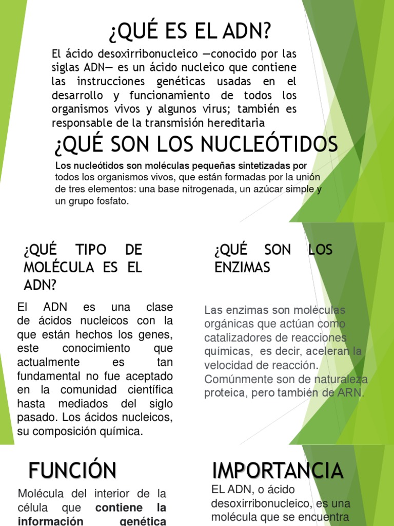 Qué Es El Adn | PDF