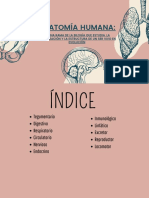 Anatomía Humana