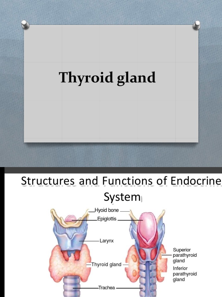 Thyroid Gland | PDF