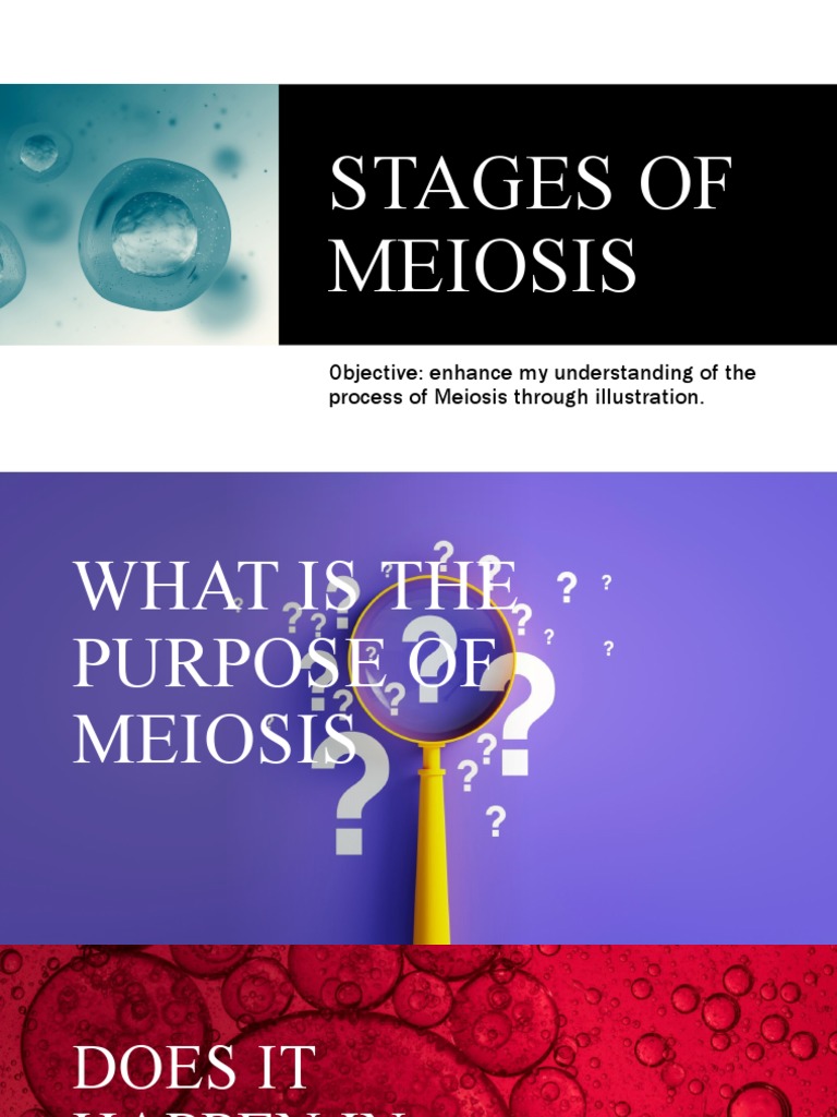 Understanding Meiosis: Key Stages Explained | PDF