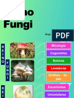 Reino Fungi