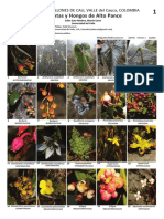 1072 Colombia Plants and Fungi of Alto Pance