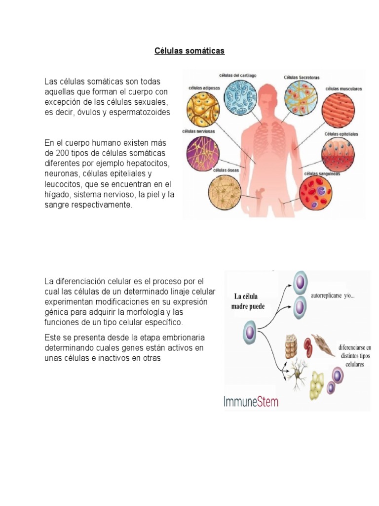 Células Somáticas y Gonada Indiferenciada | PDF