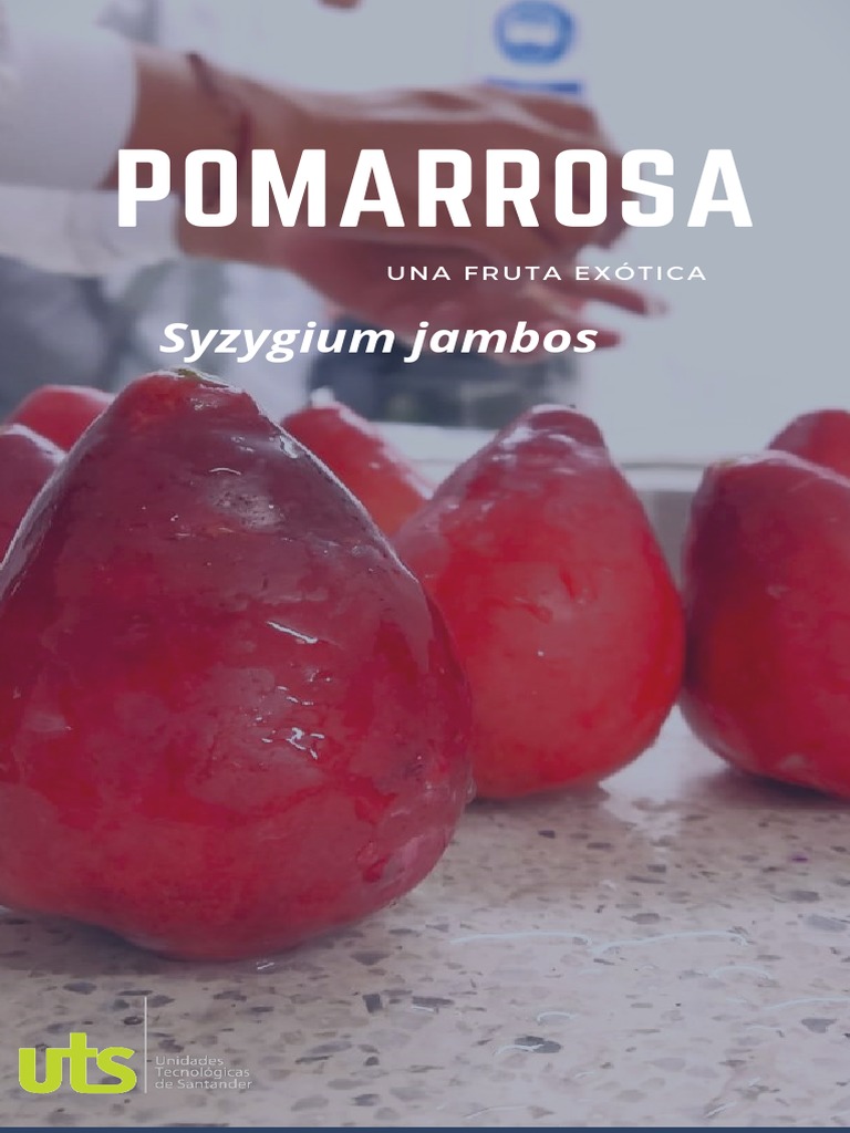 Pomarrosa: Cultivo y Usos de la Fruta | PDF | Fruta | Plantas