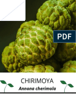 Chirimoya Final