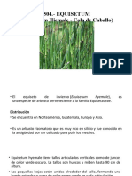 Equisetum Farmacodinamia