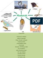 Madarak - Altalanos Jellemzes