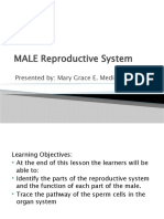 Anatomy - Physiology Lesson 16 Part 1 MALE REPRODUCTIVE SYSTEM