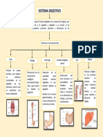 Mapa Conceptual Del Sistema Digestivo