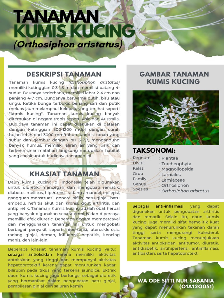 Jk Poster Kumis Kucing Pdf