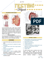 S2 (T4) - Intestino Delgado