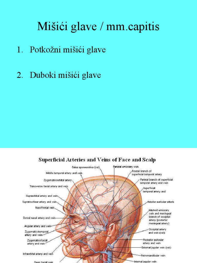 MM - Glave I Vrata | PDF