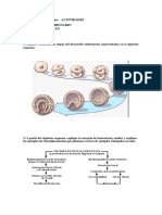 Actividad Desarrollo Embrionario y Tejidos Epiteliales